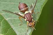 Fruit Fly (Bactrocera tryoni) (Bactrocera tryoni)